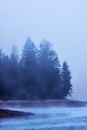 Living Spruce at Lake Oder in Fog, Harz Mountains Royalty Free Stock Photo