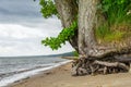 A living tree with washed roots on the shore of the Baltic Sea