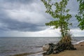 A living tree with washed roots on the shore of the Baltic Sea