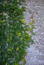 Green Vine Climbs up Shell Wall