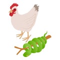 Living world icon isometric vector. White chicken near tree boa on branch icon