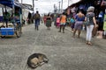 Livingston, Caribbean, Guatemala: old street dog sleeps in the middle of the main street