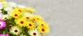 Livingstone daisies close up. Floral banner Royalty Free Stock Photo