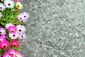 Livingstone daisies with copy space background Royalty Free Stock Photo