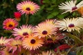 Livingstone Daisies (Mesembryanthemum) Royalty Free Stock Photo