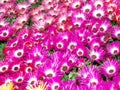 Livingstone Daisies (Mesembryanthemum criniflorum) Royalty Free Stock Photo