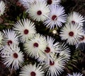 Livingstone daisies, Western Cape, South Africa Royalty Free Stock Photo
