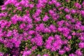 Livingstone daisy