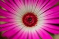 Livingstone Daisy Flower Macro Closeup Photo Royalty Free Stock Photo