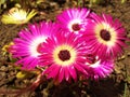 Livingstone-daisy flowers closeup