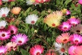 Livingstone daisy flowers