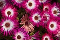 Livingstone daisy show