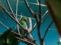 Livingstone`s turaco on the branches. Beautiful birds of the world.