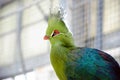 Tropical Green Bird (Livingstones Turaco)