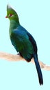 Tropical Green Bird (Livingstones Turaco) Perching