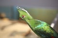 Livingstone`s turaco Royalty Free Stock Photo