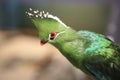 Livingstone`s turaco Royalty Free Stock Photo