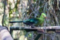 Livingstone`s turaco or Tauraco livingstonii bright green and blue bird banana eaters sits on feeder on green tree