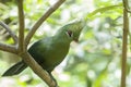 The Livingstone`s turaco Tauraco livingstonii