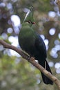 Livingstone's turaco (Tauraco livingstonii) Royalty Free Stock Photo