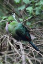 Livingstone's turaco (Tauraco livingstonii) Royalty Free Stock Photo