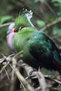 Livingstone's turaco (Tauraco livingstonii) Royalty Free Stock Photo