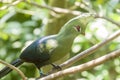 The Livingstone`s turaco Tauraco livingstonii