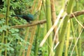 Livingstone turaco