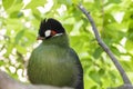 Livingstone turaco magnificent bird. Royalty Free Stock Photo