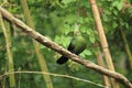 Livingstone turaco Royalty Free Stock Photo