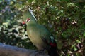 Livingstones Turaco Mosambiekloerie, green bird long crest