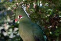 Livingstones Turaco Mosambiekloerie, green bird long crest