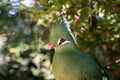 Livingstones Turaco Mosambiekloerie green bird long crest