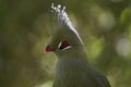 Livingstones Turaco in the Western Cape, South Africa