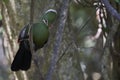 Livingstones Turaco in the Western Cape, South Africa