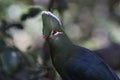 Livingstones Turaco in the Western Cape, South Africa