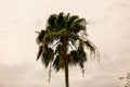 Livistona chinensis palm fan tree Royalty Free Stock Photo
