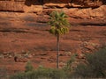 Livistona palm tree in Central Australia Royalty Free Stock Photo