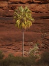 Livistona Palm Tree with red gorge background Royalty Free Stock Photo