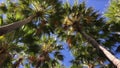 Livistona palms Kimberly Region in Western Australia 01