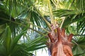 Livistona Rotundifolia palm tree Royalty Free Stock Photo