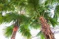 Livistona Rotundifolia palm tree Royalty Free Stock Photo