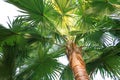 Livistona Rotundifolia palm tree Royalty Free Stock Photo