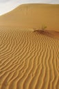 Liwa sand ripples Royalty Free Stock Photo