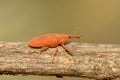 orange beetle