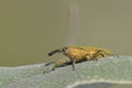 Lixus pulverulentus (synonym Lixus angustatus ) is a species of weevil found in Europe