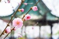 Chinese garden scenery in spring Royalty Free Stock Photo