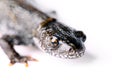 Lizard Royalty Free Stock Photo