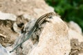 Lizard Royalty Free Stock Photo