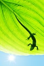 Lizard Royalty Free Stock Photo